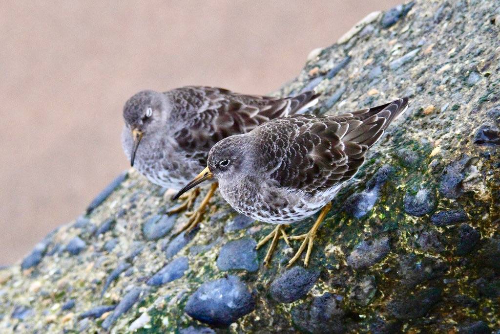 Purple Sandpipers by markkilner is licensed under CC BY-NC-SA 2.0